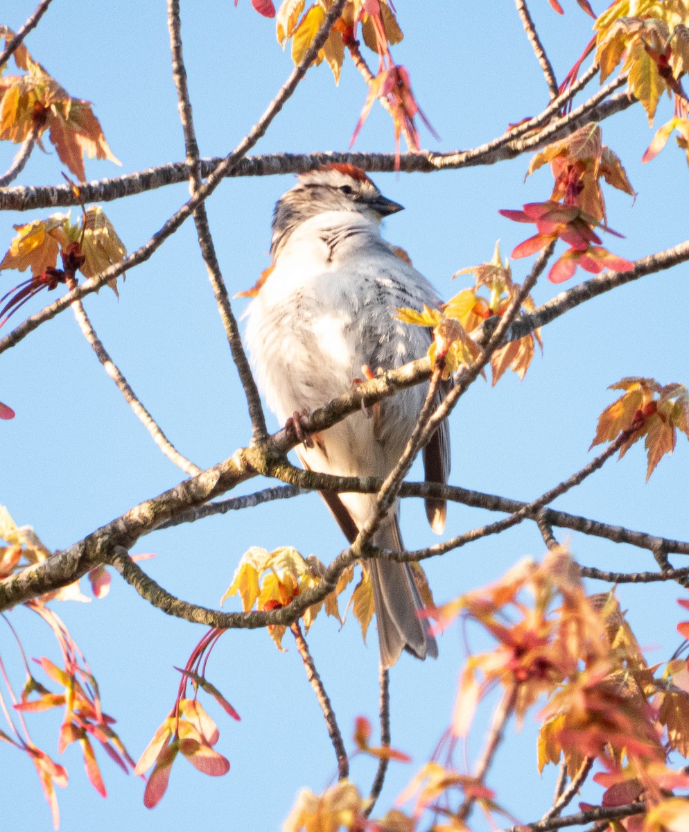 Chipping Sparrow - ML618690451