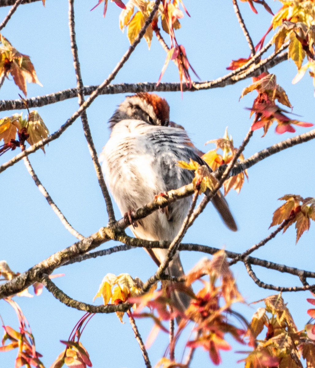 Chipping Sparrow - ML618690453