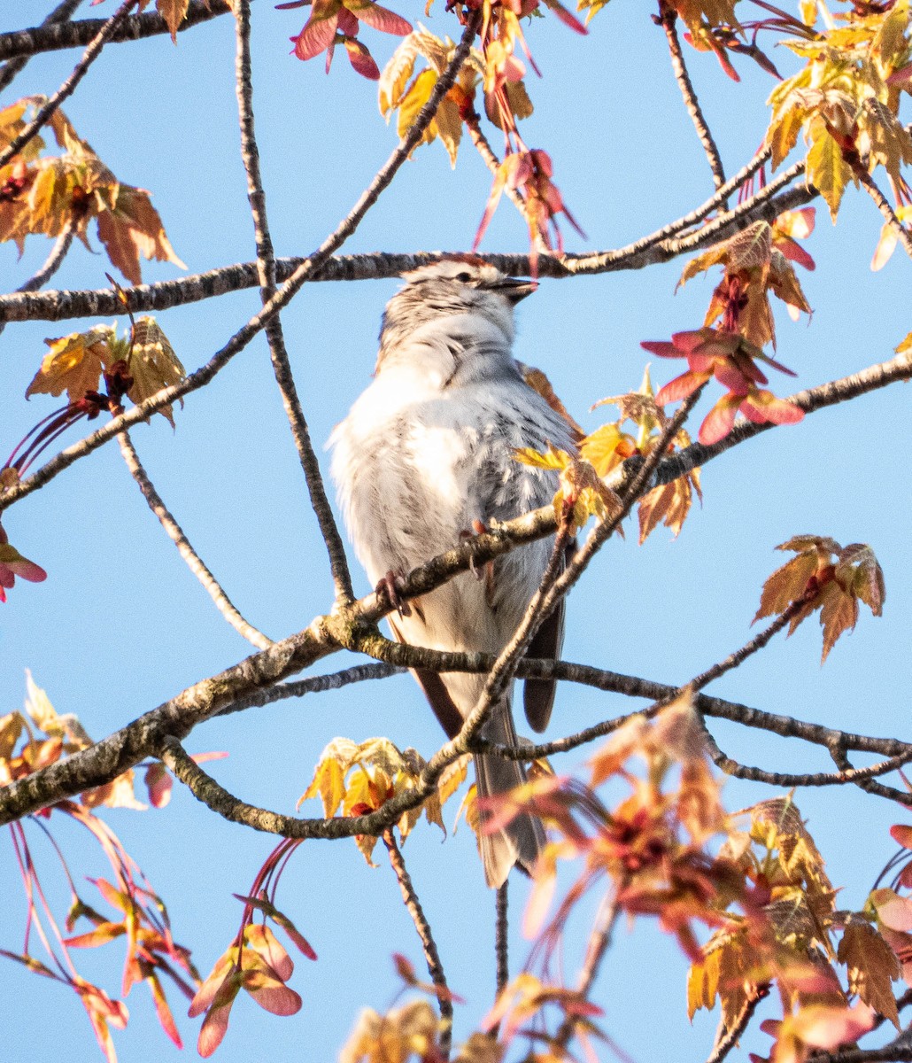 Chipping Sparrow - ML618690455