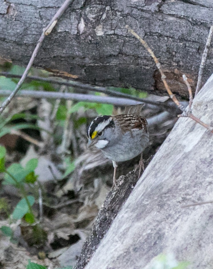 White-throated Sparrow - ML618690463
