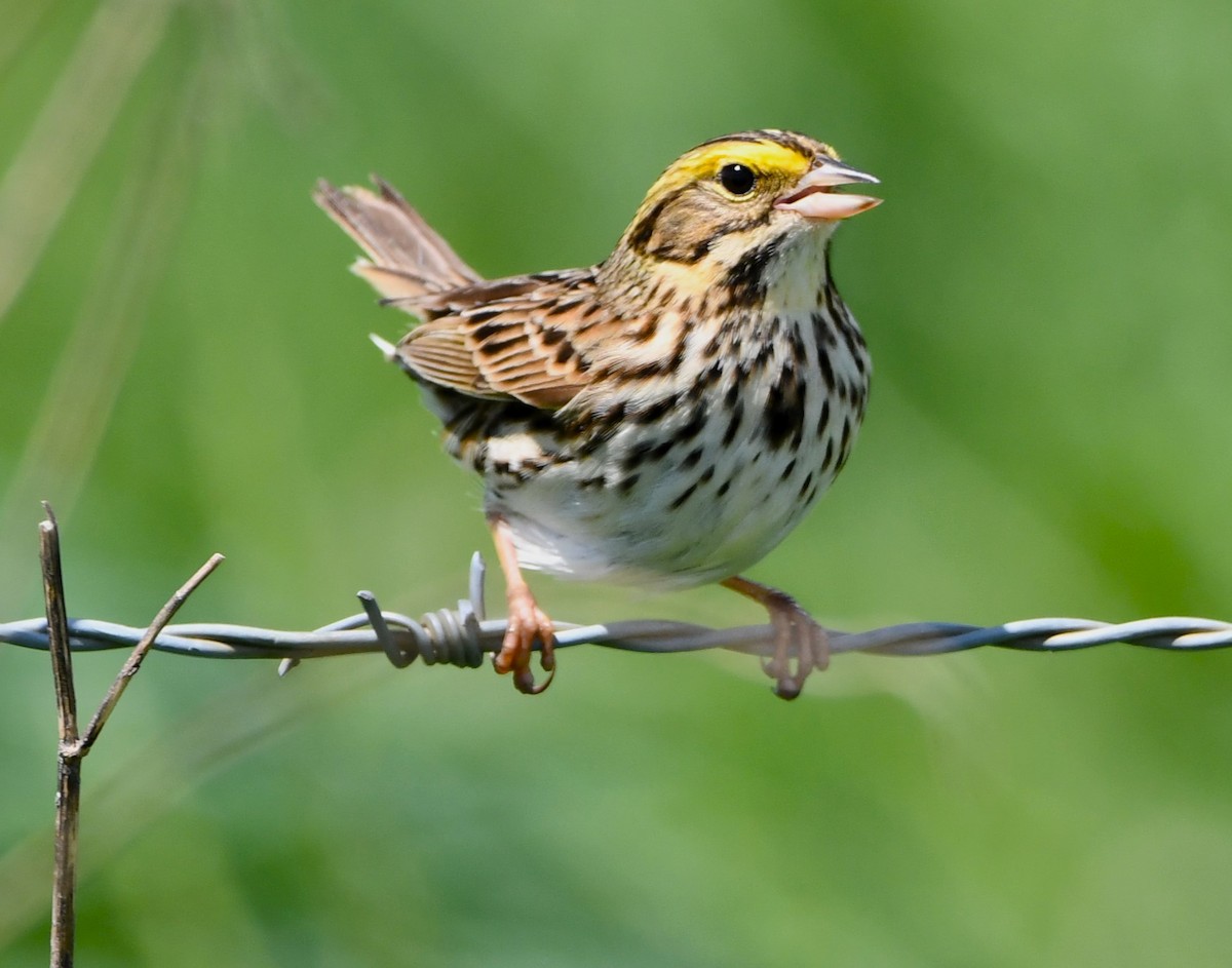 Savannah Sparrow - ML618690491