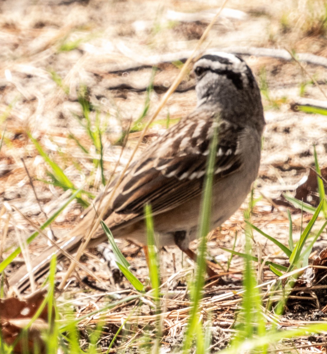 White-throated Sparrow - ML618690499