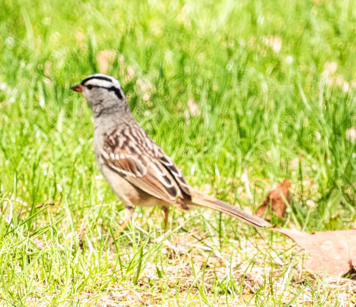 White-throated Sparrow - ML618690500