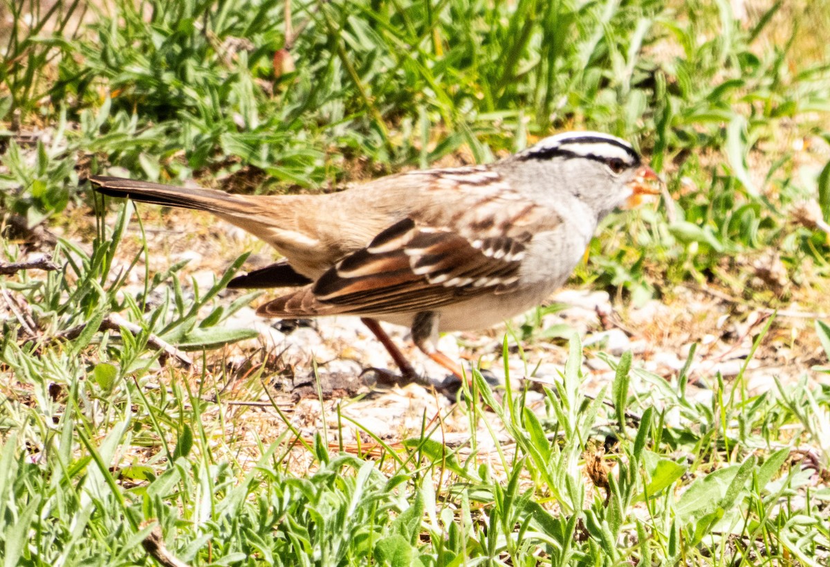 White-throated Sparrow - ML618690502