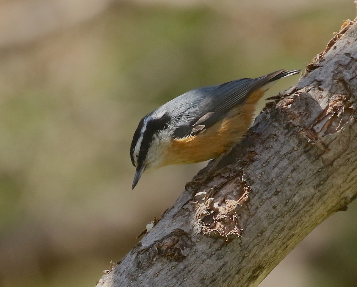 Red-breasted Nuthatch - ML618690513