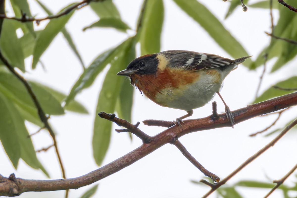 Bay-breasted Warbler - ML618690521