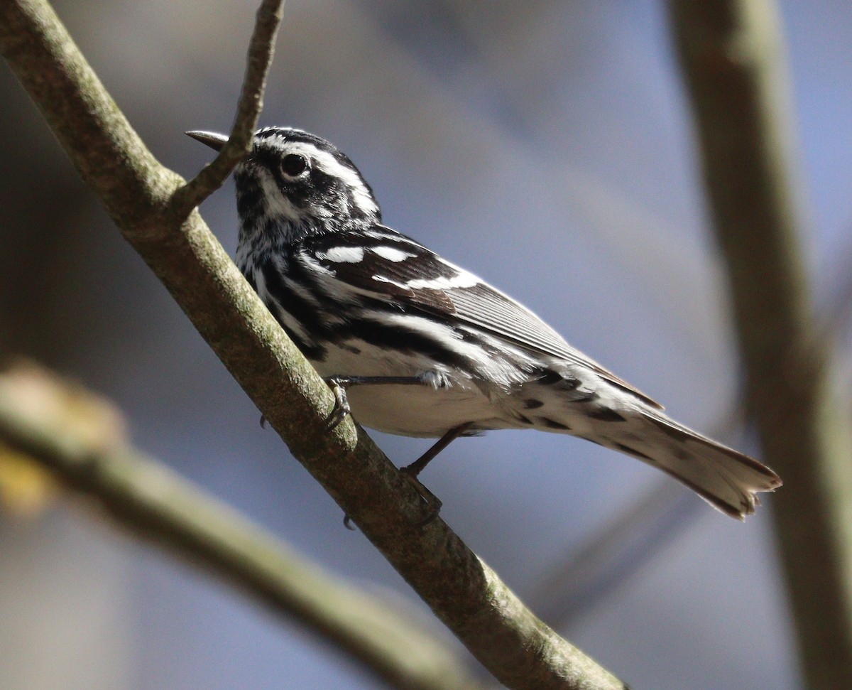 Black-and-white Warbler - ML618690526