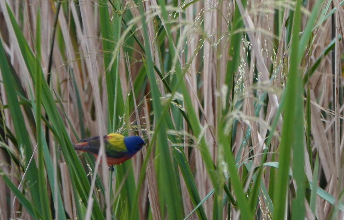 Painted Bunting - ML618690531