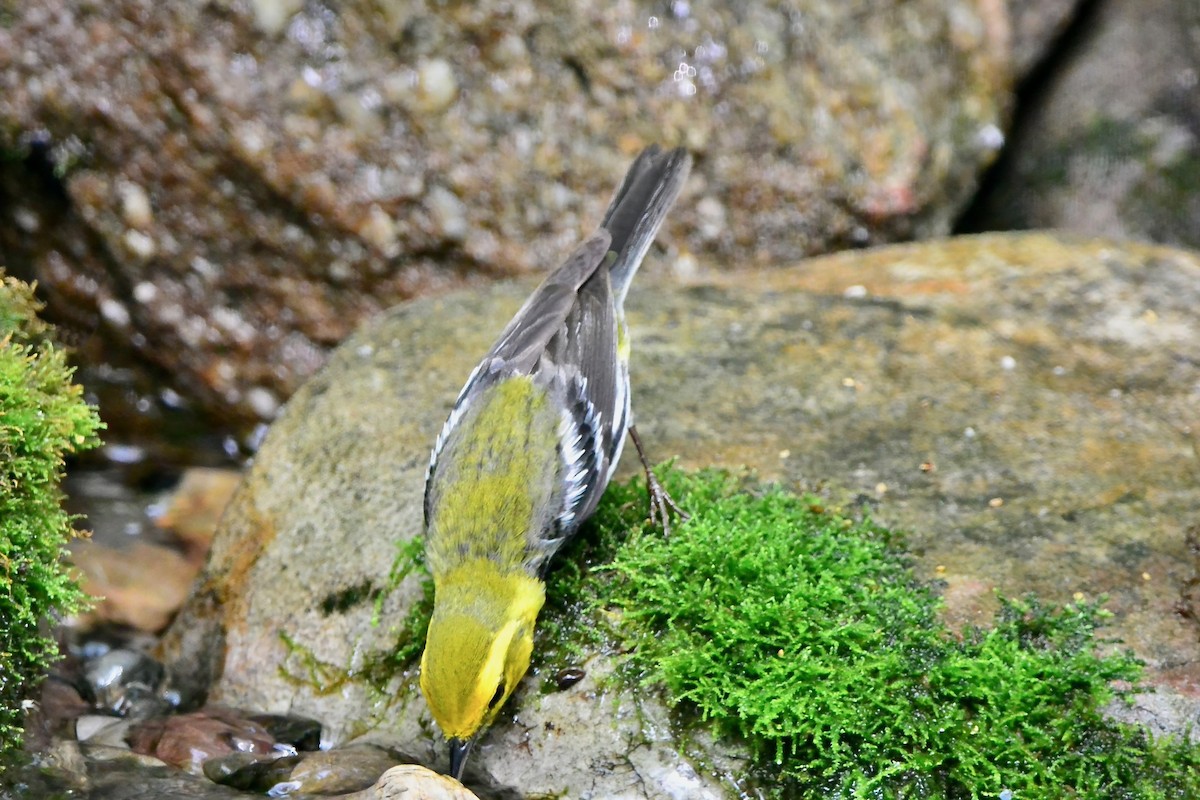 Black-throated Green Warbler - ML618690554