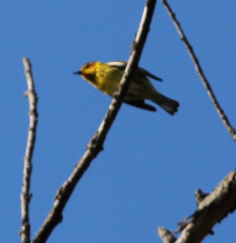 Cape May Warbler - ML618690567