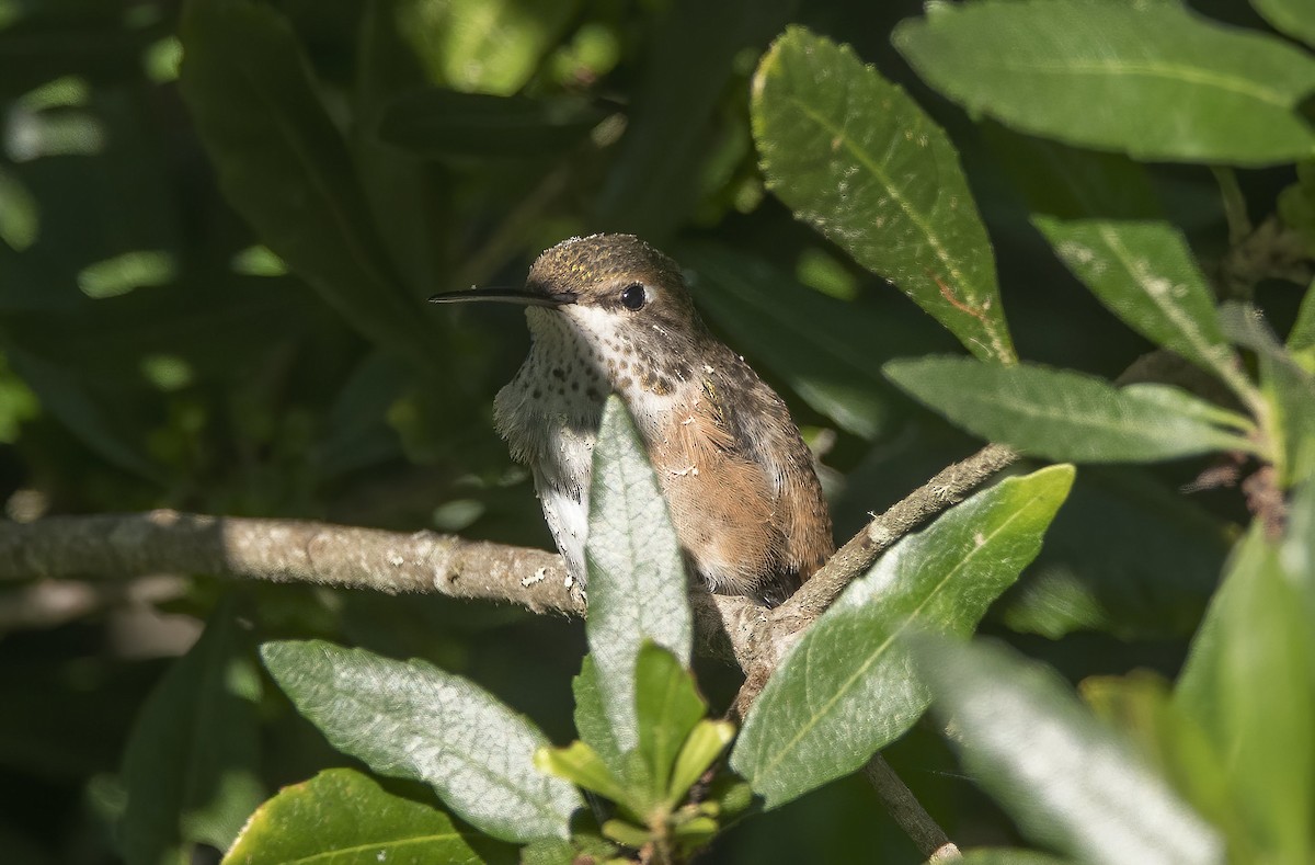 Rufous Hummingbird - ML618690580
