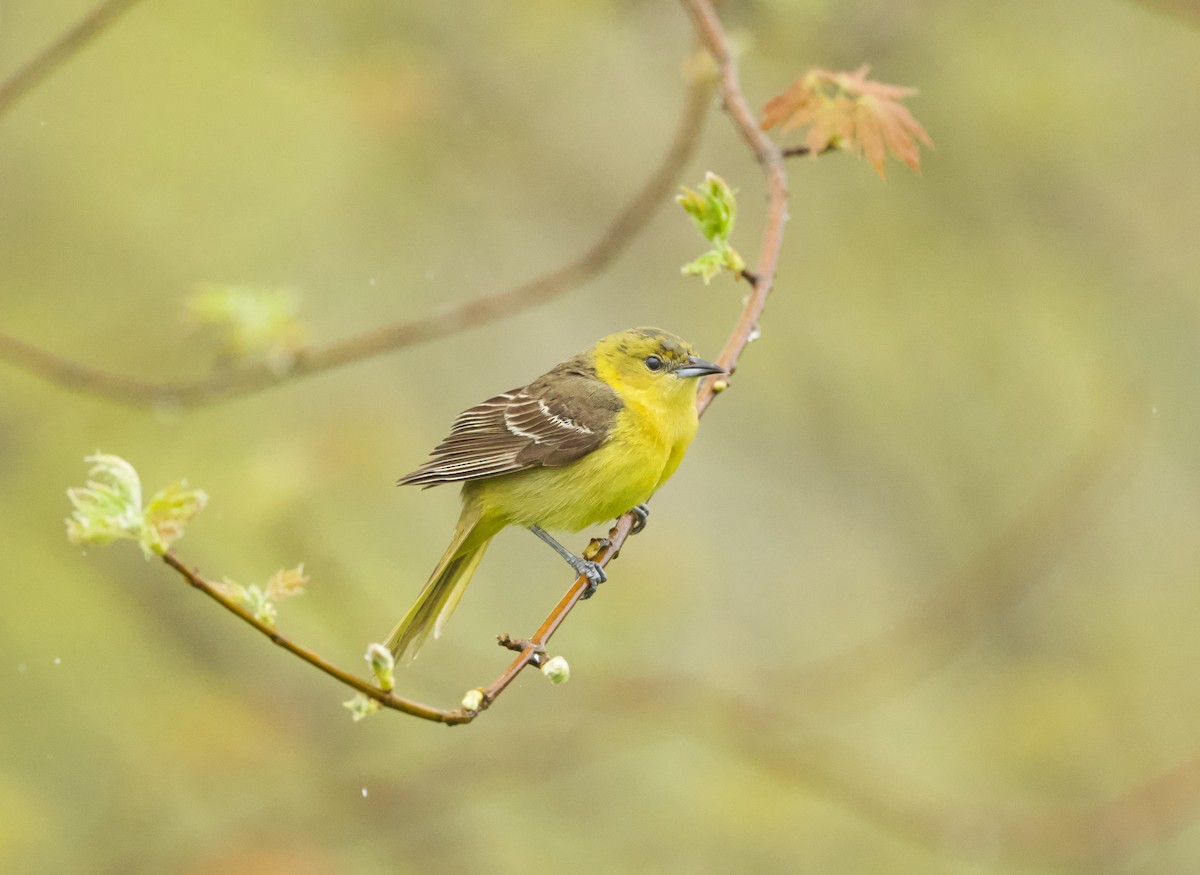 Orchard Oriole - ML618690675