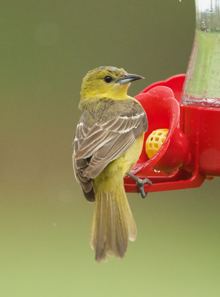 Orchard Oriole - ML618690677