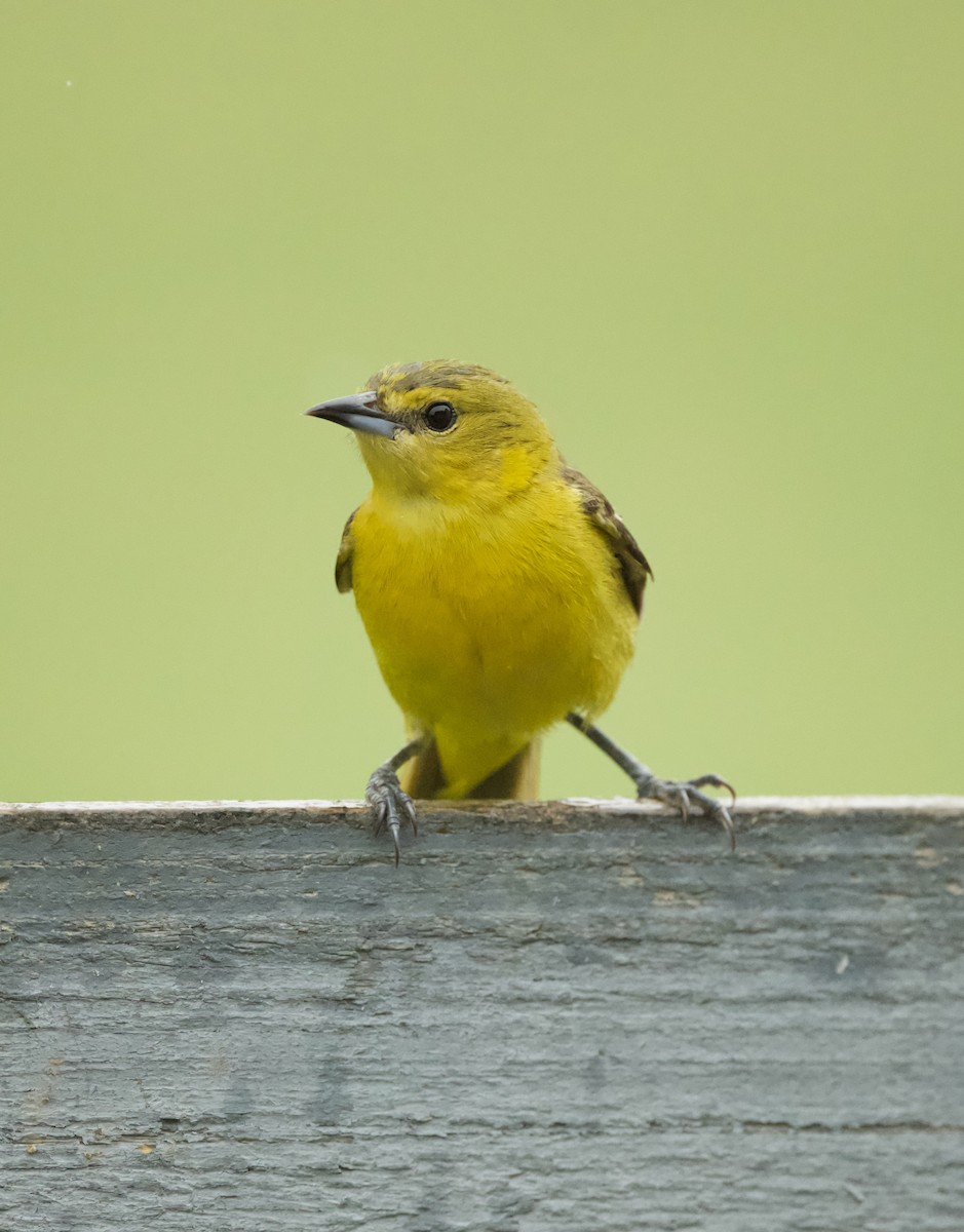 Orchard Oriole - ML618690678