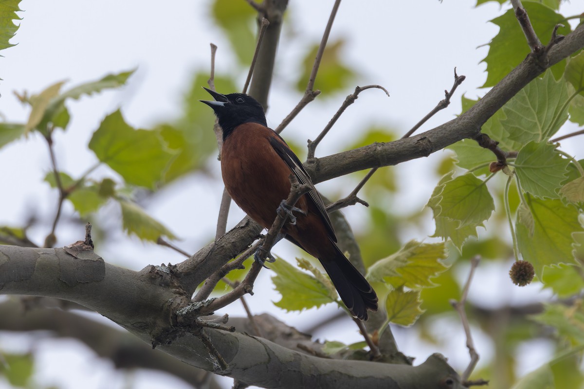 Orchard Oriole - ML618690689