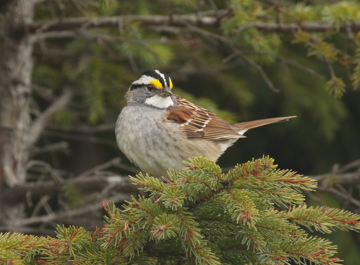 White-throated Sparrow - ML618690690