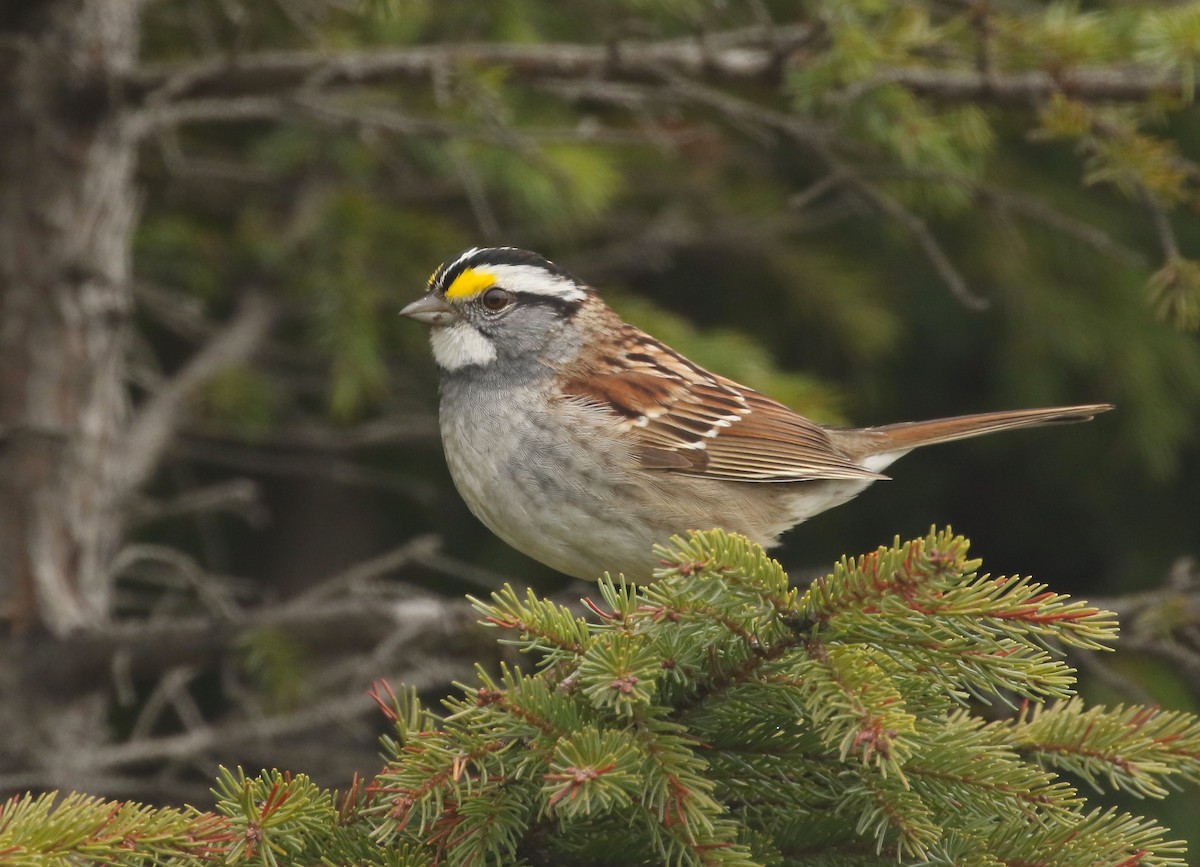 White-throated Sparrow - ML618690691