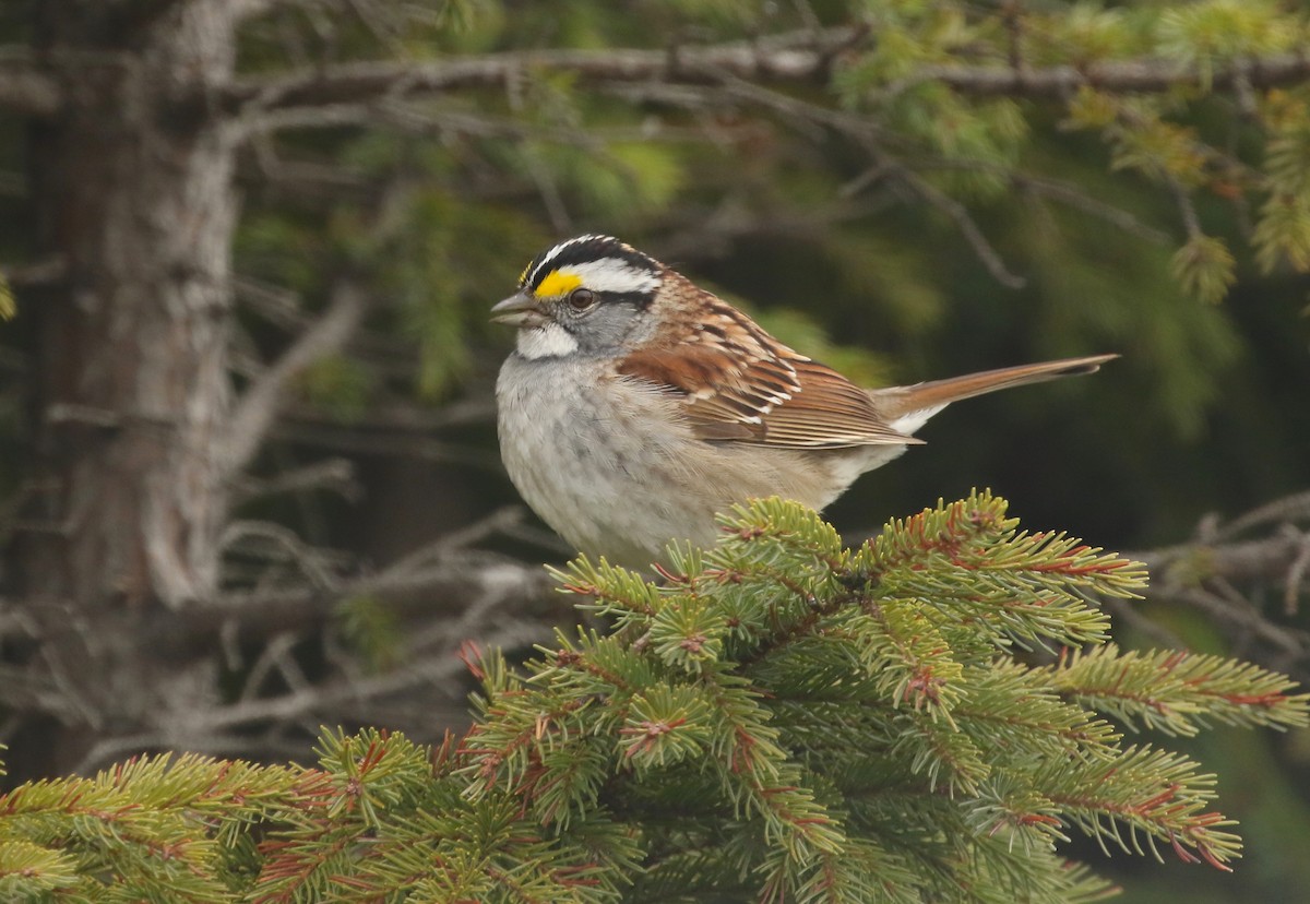 White-throated Sparrow - ML618690692