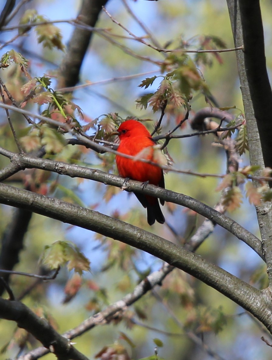 Scarlet Tanager - ML618690693