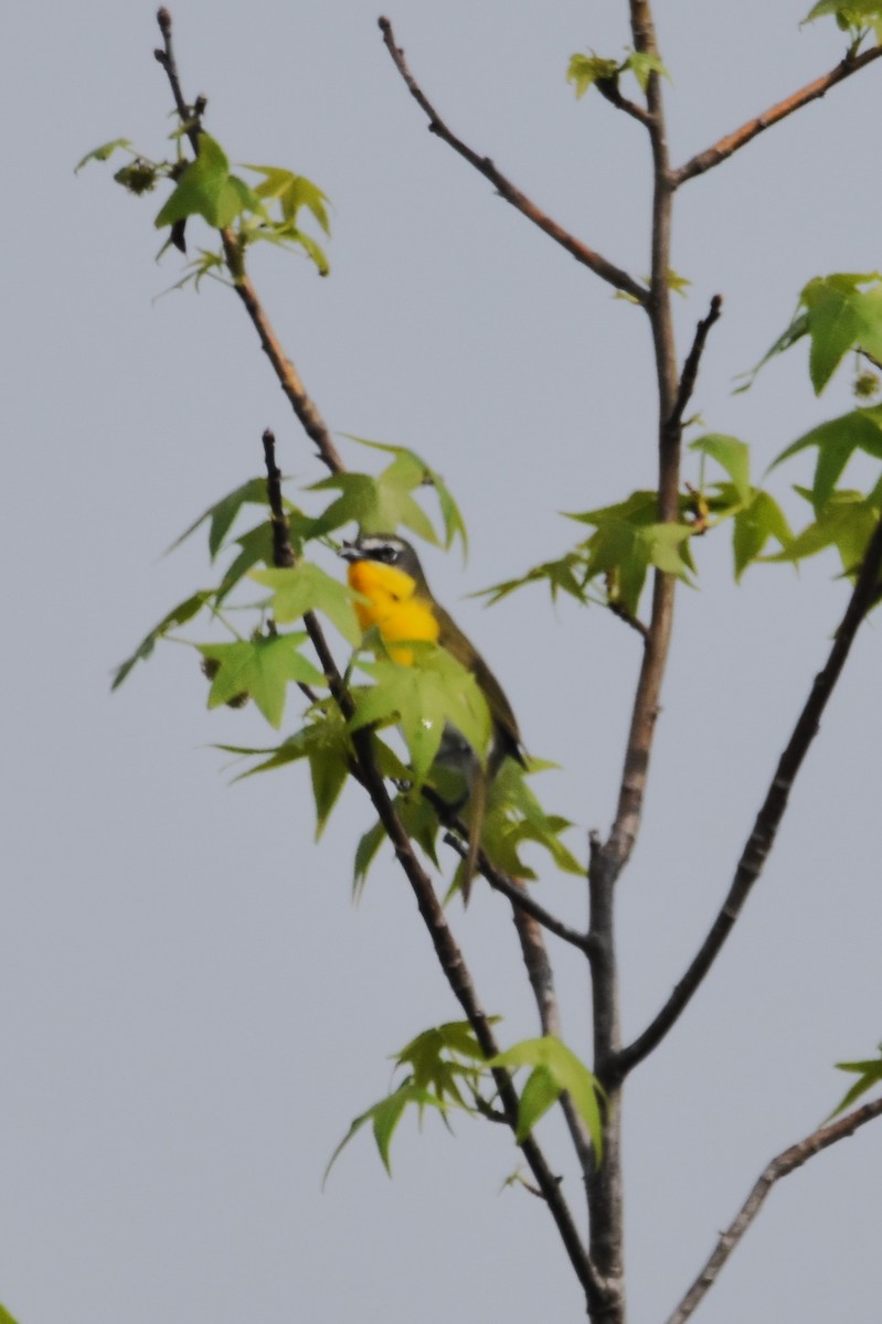 Yellow-breasted Chat - ML618690712
