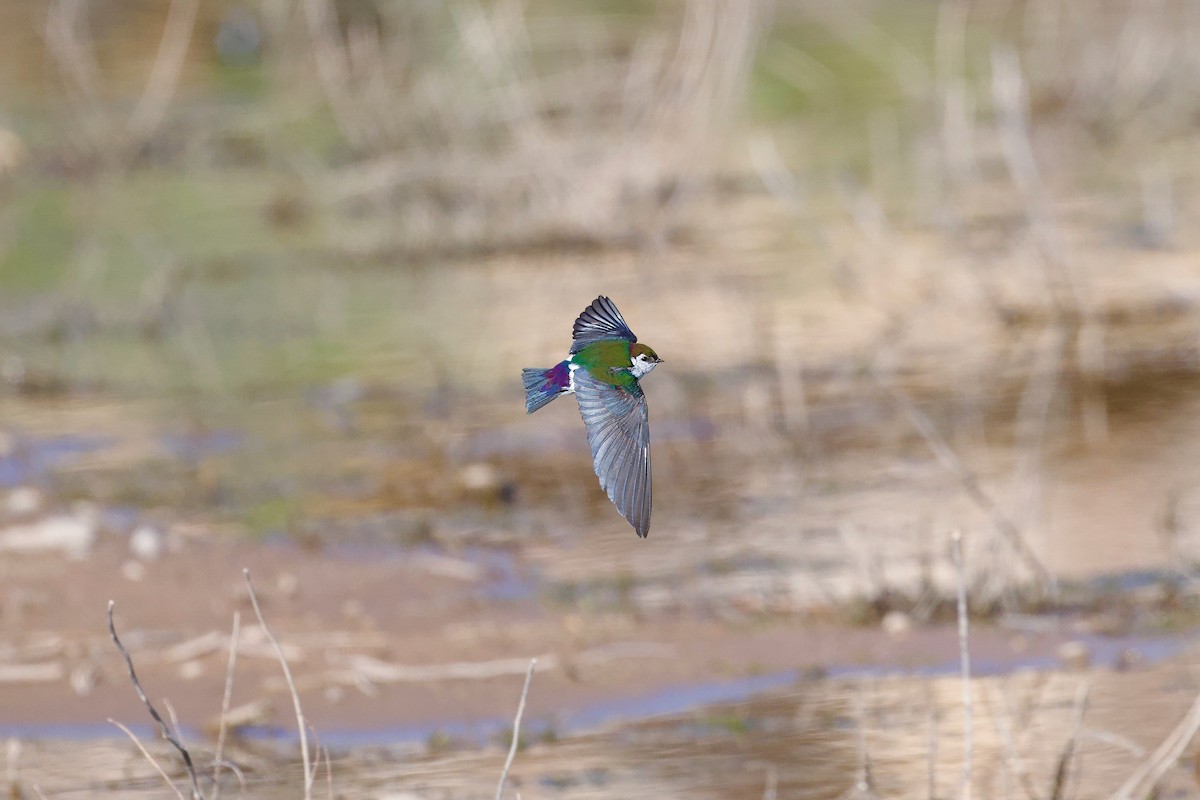 Violet-green Swallow - Bill Schneider