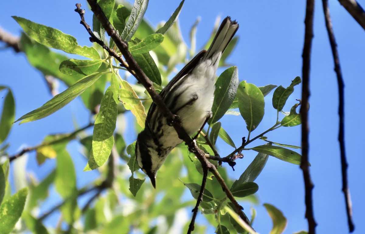 Black-throated Gray Warbler - ML618690757