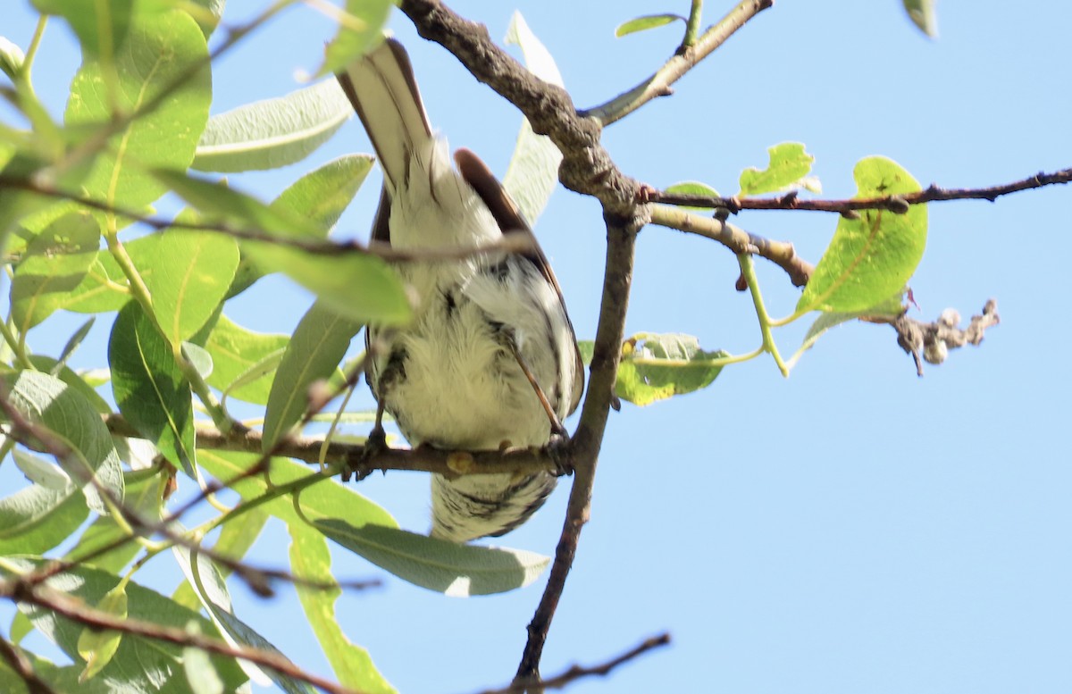 Black-throated Gray Warbler - ML618690764