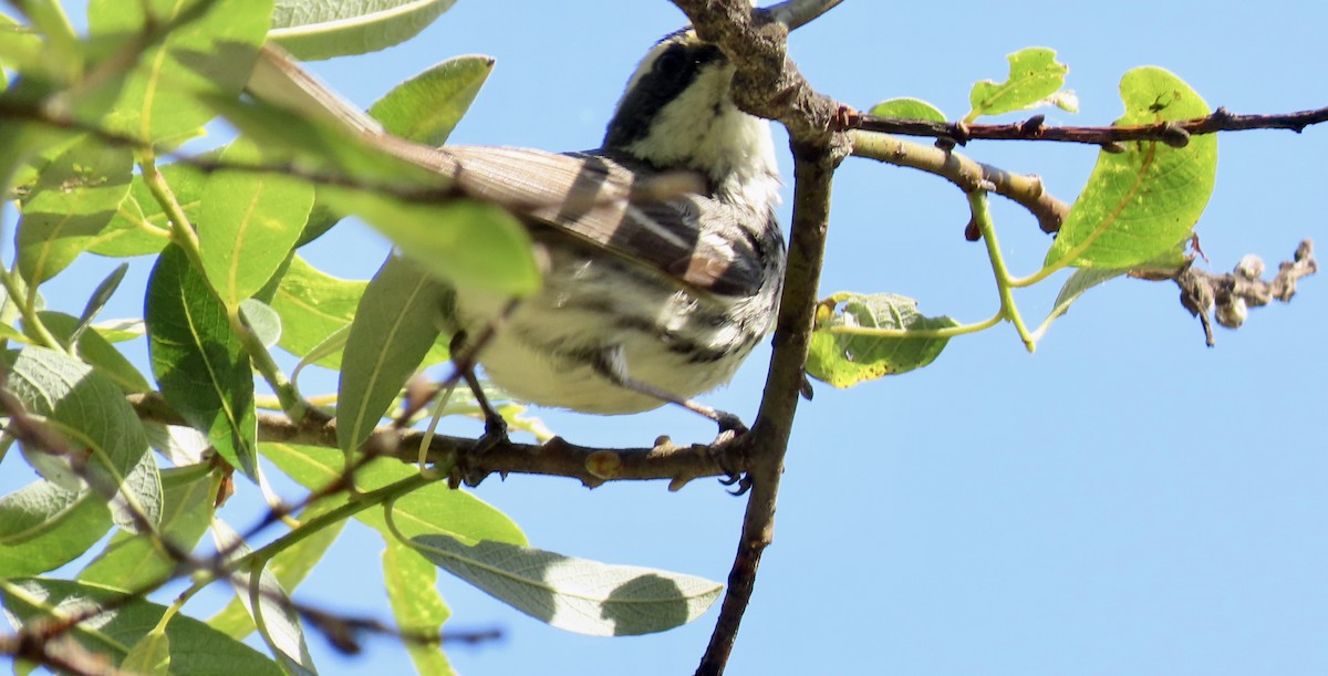 Black-throated Gray Warbler - ML618690767