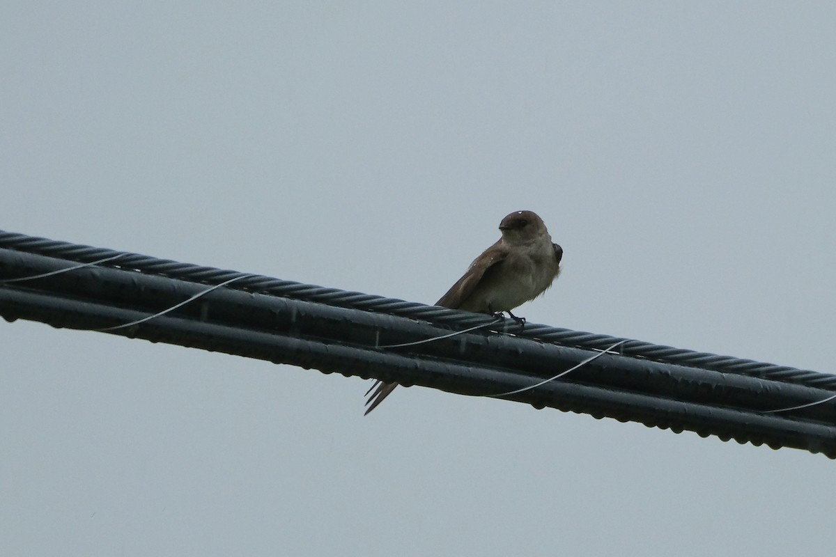 Northern Rough-winged Swallow - ML618690820