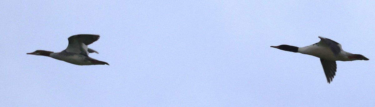 Common Merganser (North American) - ML618690883
