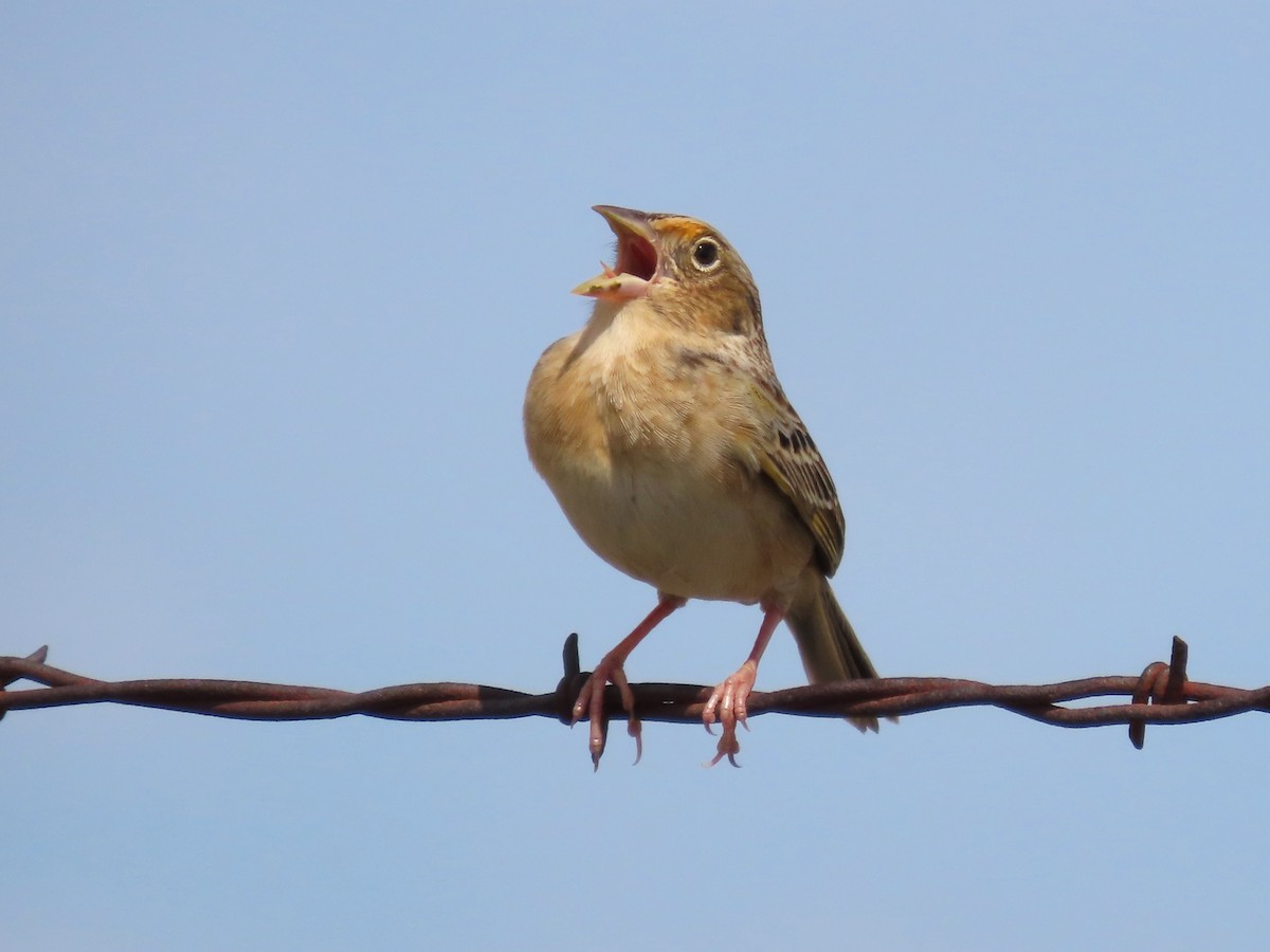 Grasshopper Sparrow - ML618690891