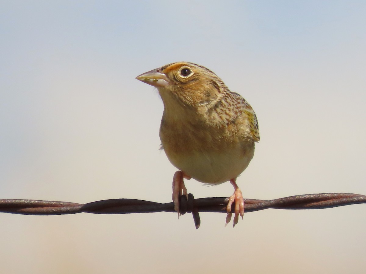 Grasshopper Sparrow - ML618690893