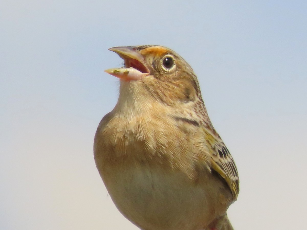 Grasshopper Sparrow - Teresa Noel