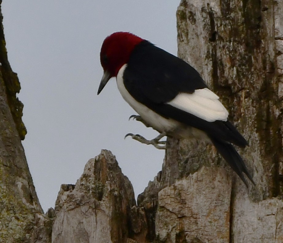 Red-headed Woodpecker - ML618690896