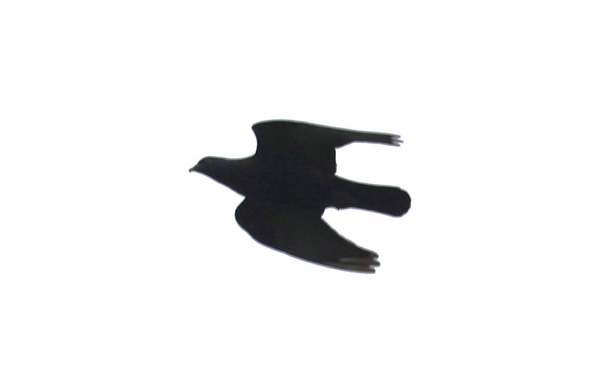 Rock Pigeon (Feral Pigeon) - ML618690936