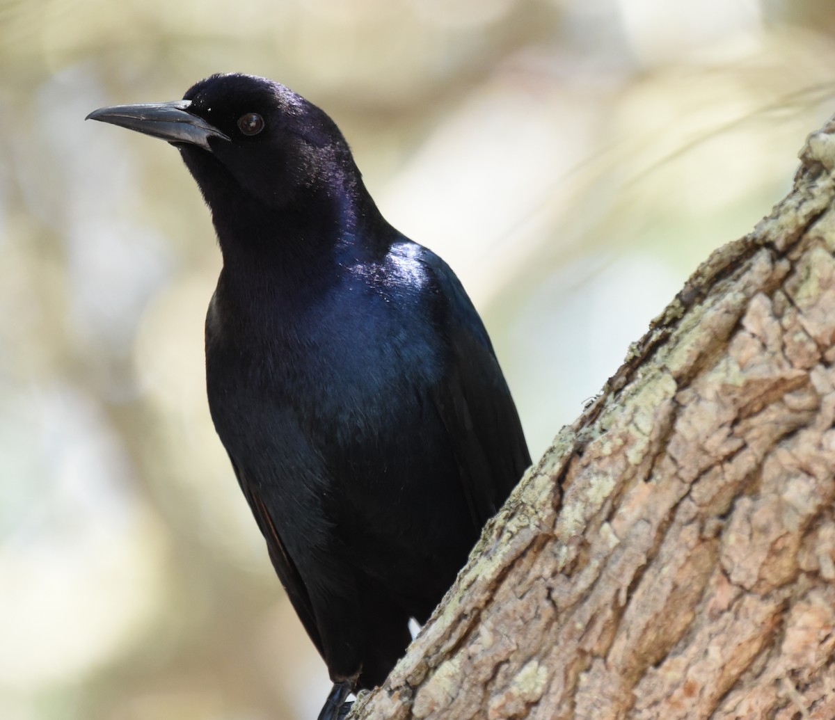 Boat-tailed Grackle - ML618690950