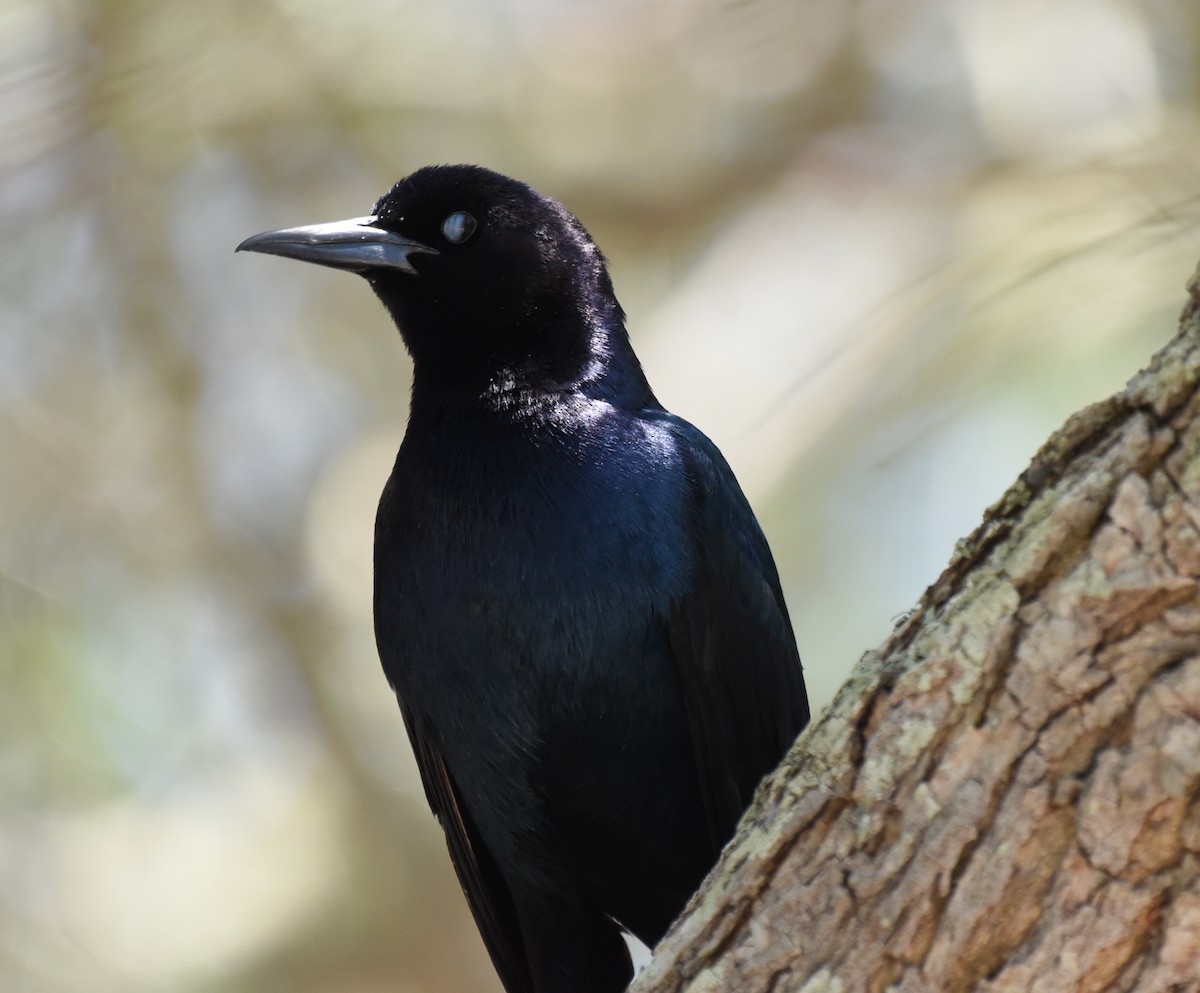 Boat-tailed Grackle - ML618690951