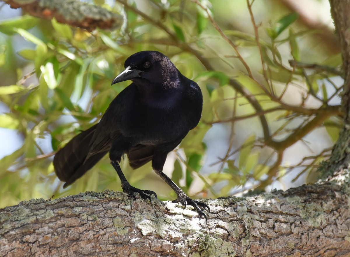Boat-tailed Grackle - ML618690955