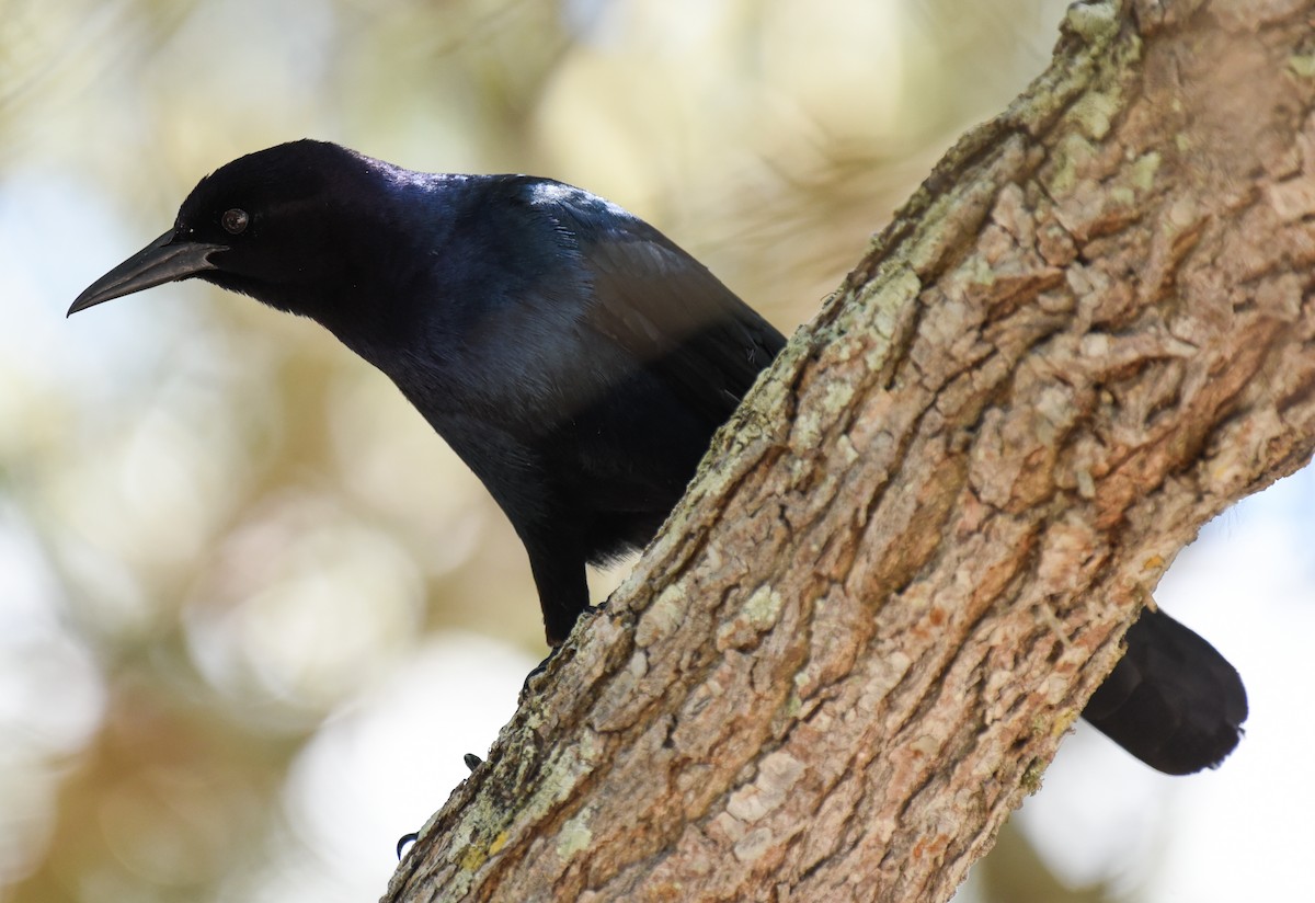 Boat-tailed Grackle - ML618690956