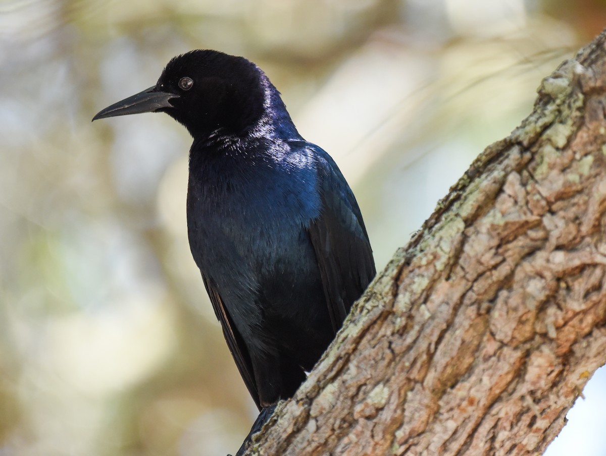 Boat-tailed Grackle - ML618690958