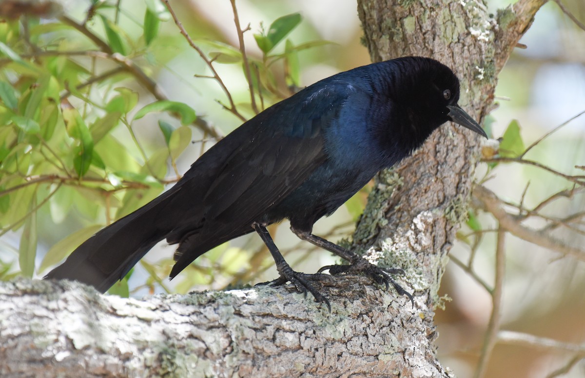 Boat-tailed Grackle - ML618690959
