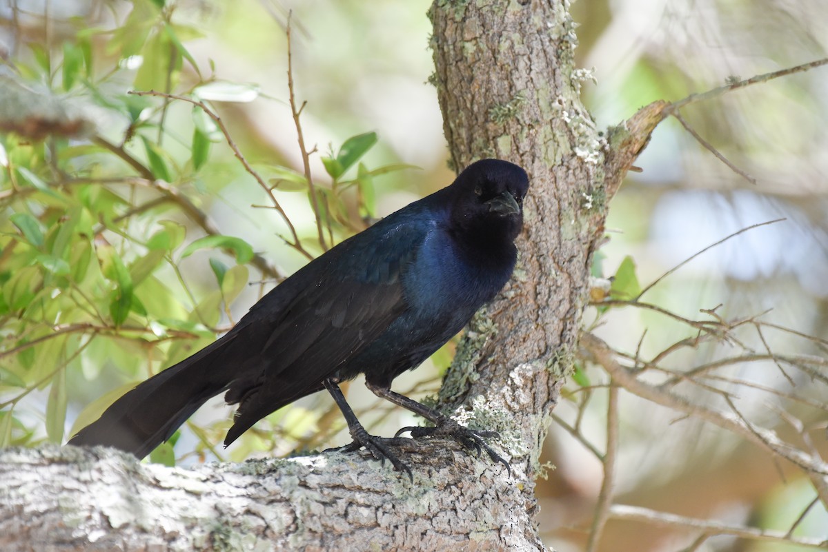 Boat-tailed Grackle - ML618690960