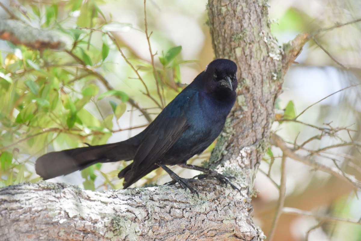 Boat-tailed Grackle - ML618690961