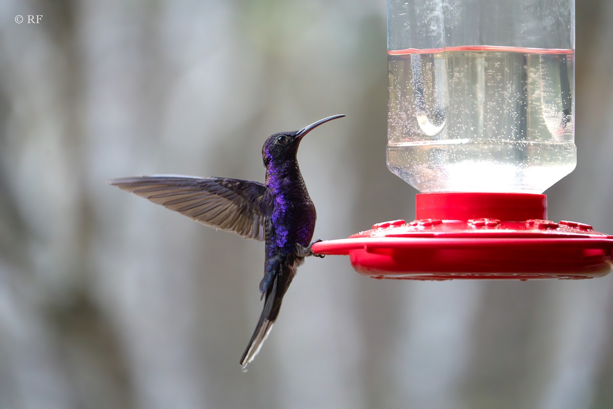 kolibřík fialkový - ML618690975