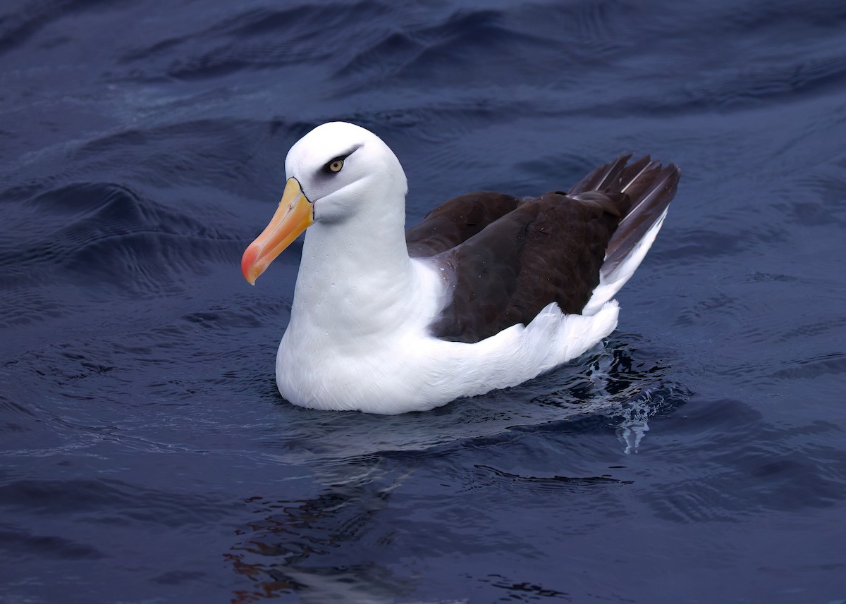 Albatros à sourcils noirs (impavida) - ML618690994