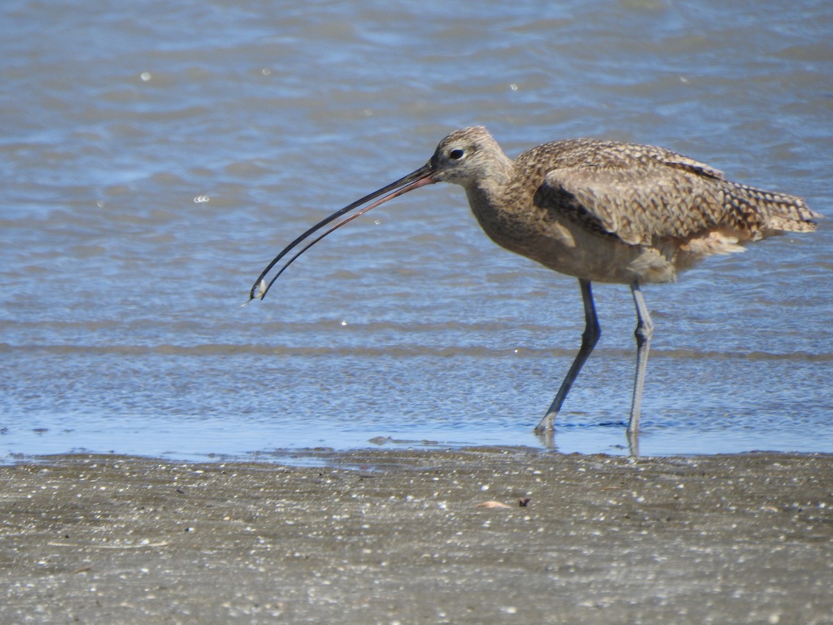 Long-billed Curlew - ML618691001