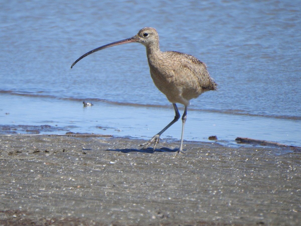 Long-billed Curlew - ML618691002