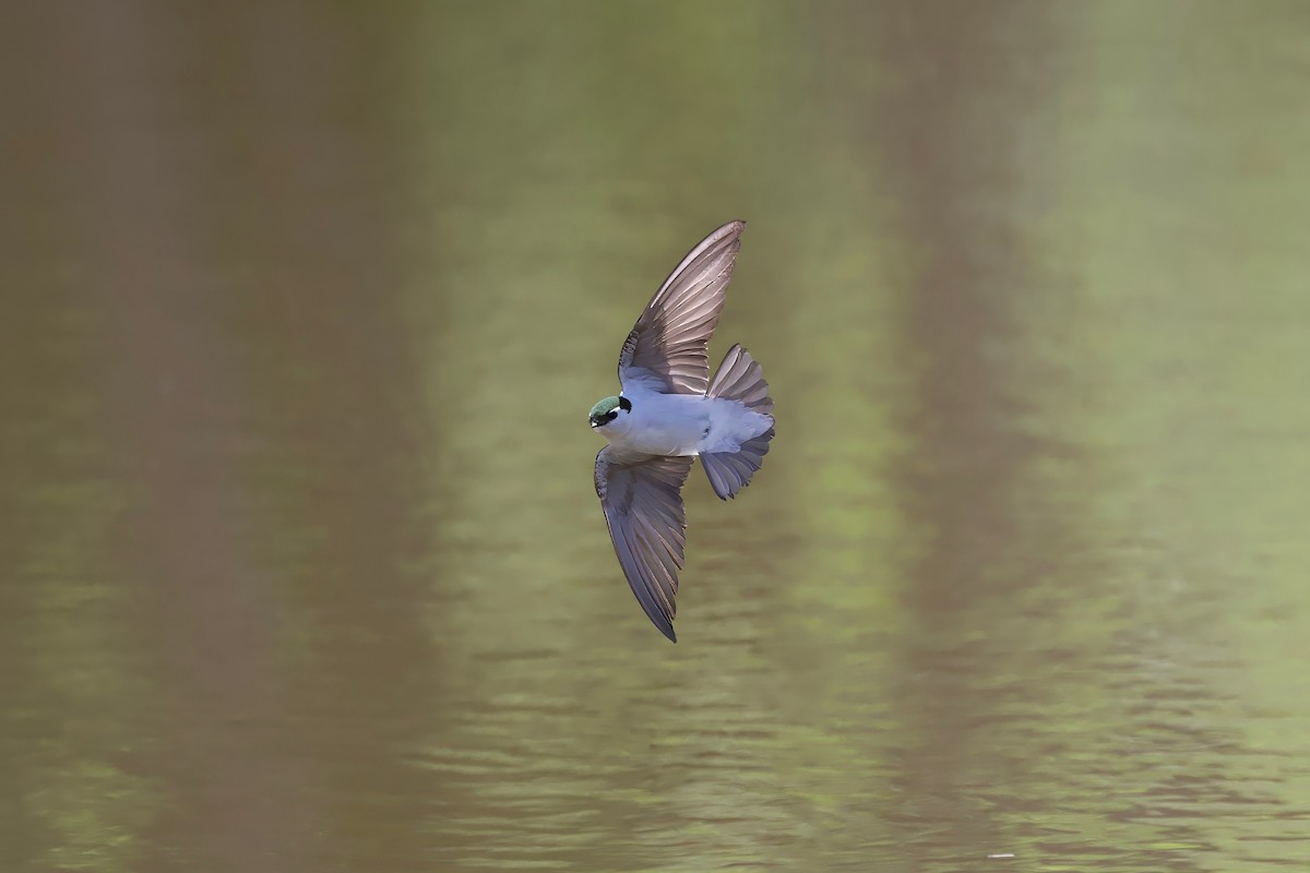 Violet-green Swallow - ML618691006