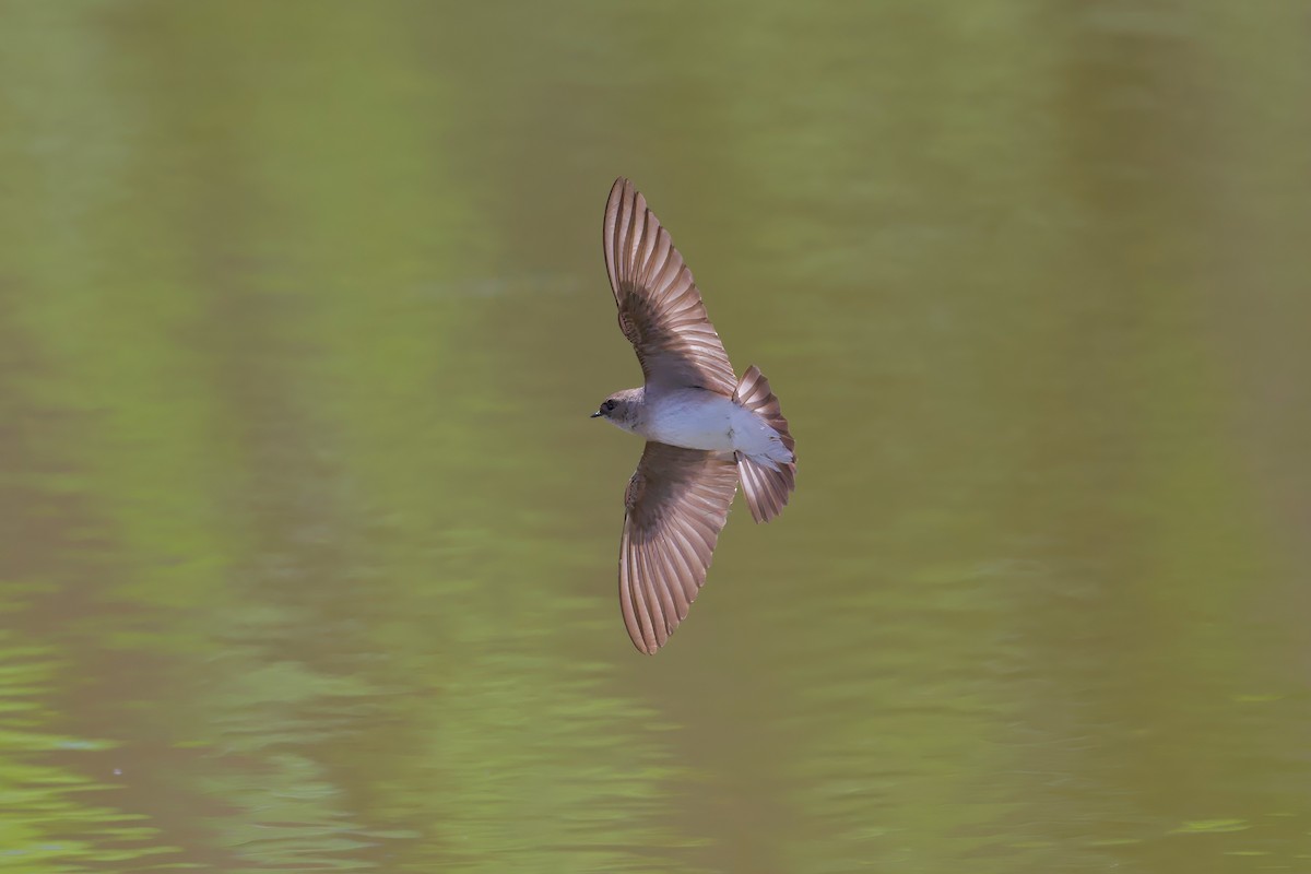 Northern Rough-winged Swallow - ML618691011
