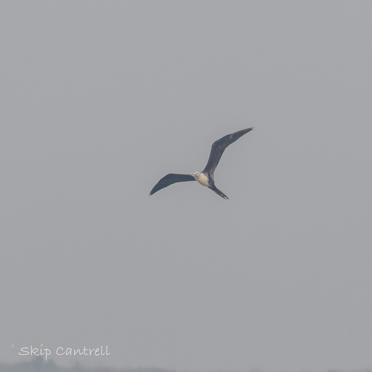 Magnificent Frigatebird - ML618691069